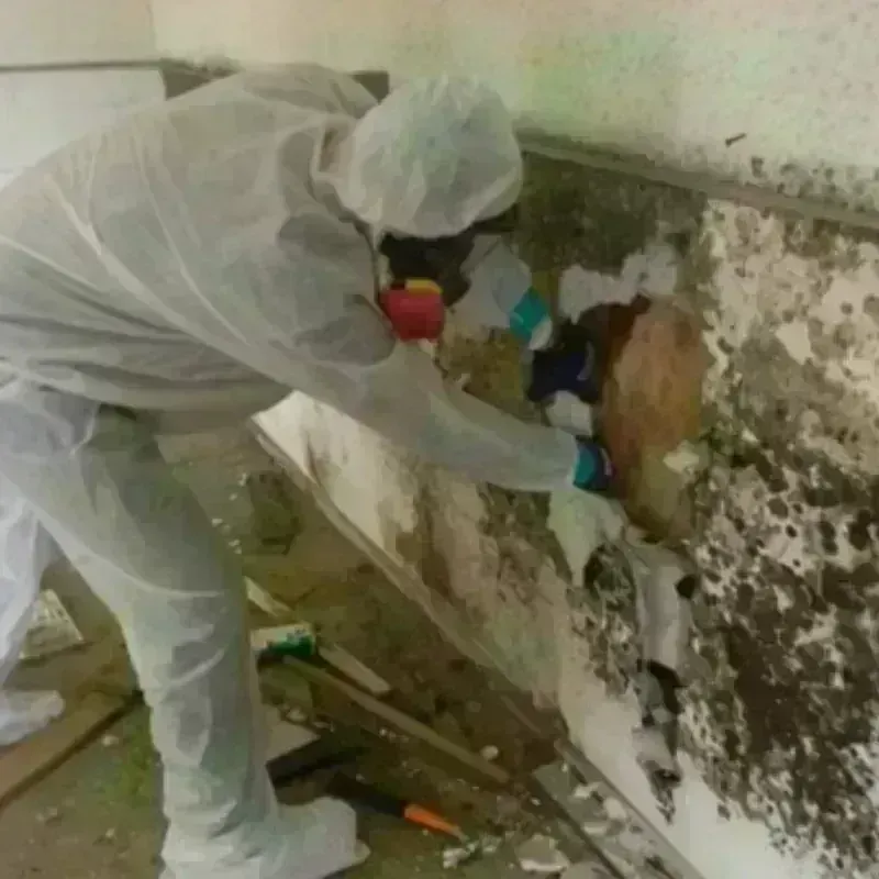 Mold Remediation and Removal in Middletown, VA